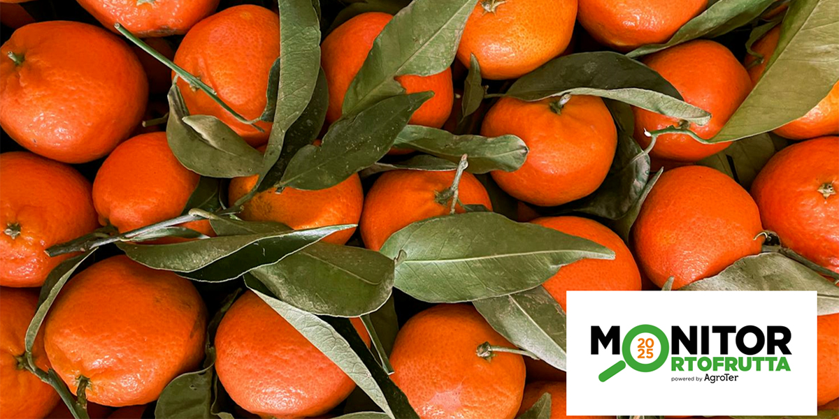 Vola l’export di clementine e mandarini